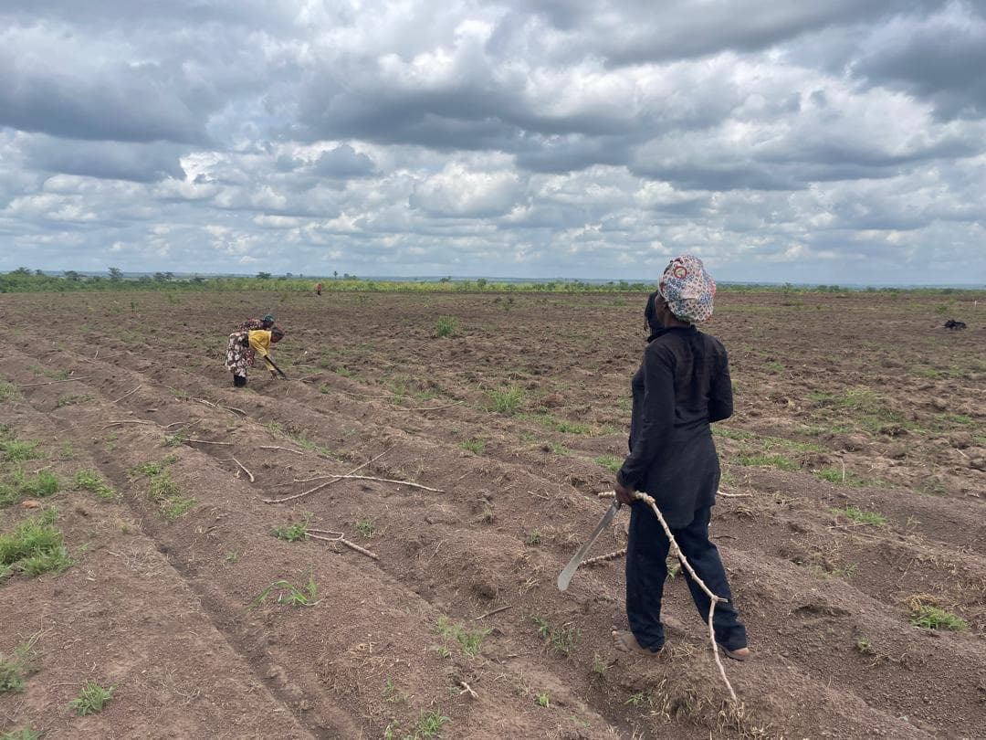 Farm workers planting cassava cuttings in a prepared field