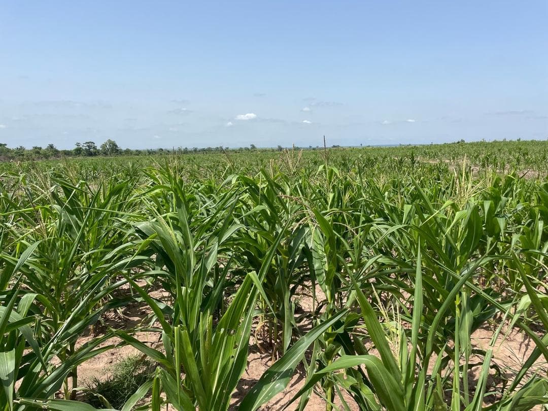 Dense maize stand at mid-growth stage across production blocks at Aframso farm