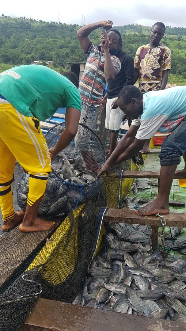Workers harvesting tilapia from net cages into a boat