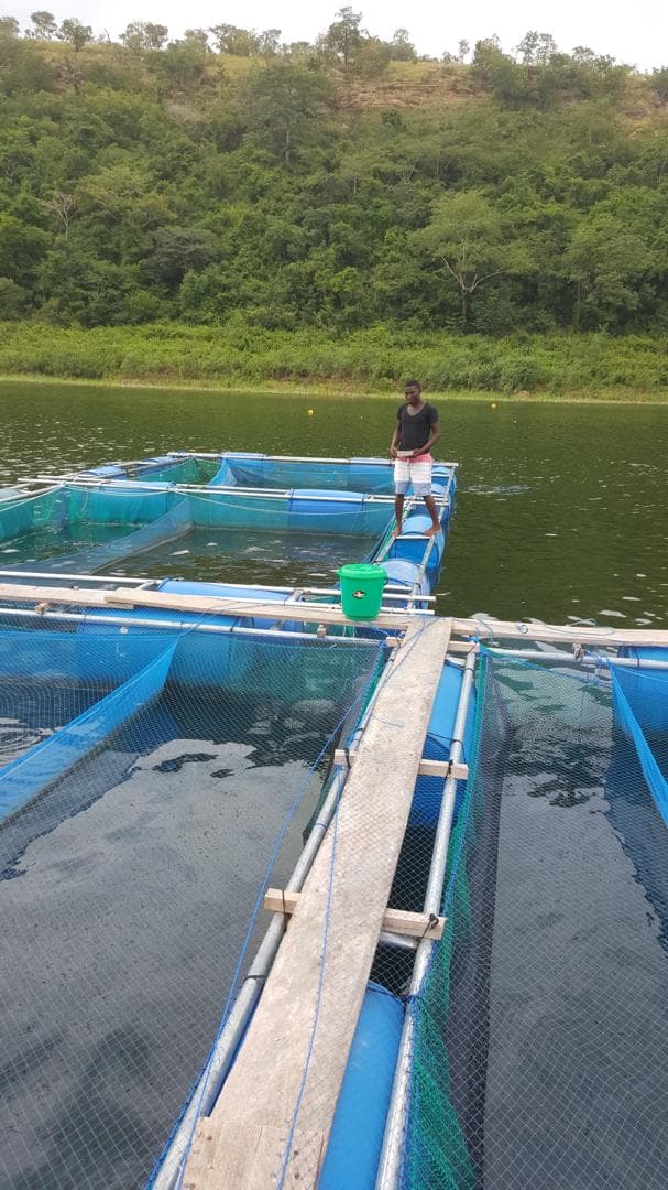 Tilapia pond cages with net enclosures on a freshwater reservoir